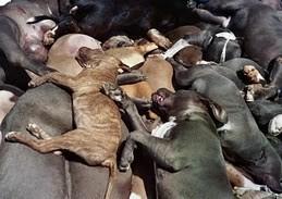 Tony Hill's Plan for Pit Bulls